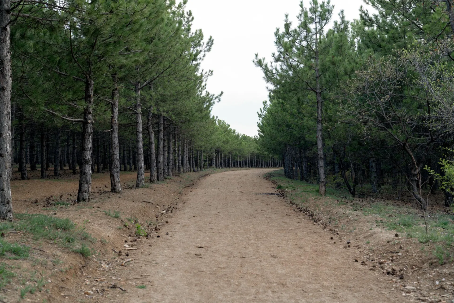 Sakarya’da Ormanlara Giriş Yasağı Başladı