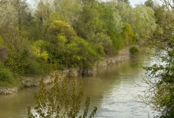Sakarya Nehri Kıyısında Erkek Cesedi Bulundu