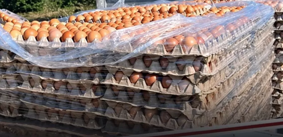 60 bin yumurta imha edildi